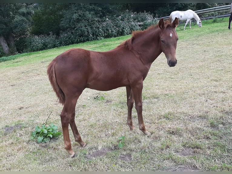 Paint Horse Semental Potro (05/2025) 152 cm Alazán-tostado in Wildeshausen