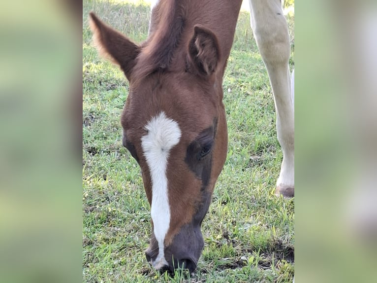 Paint Horse Semental Potro (04/2024) 152 cm Tobiano-todas las-capas in Auengrund