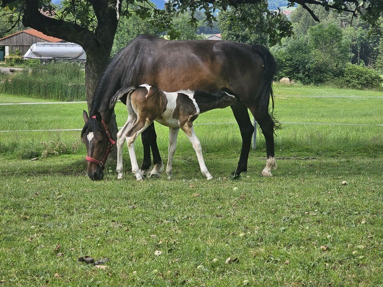 Paint Horse Mestizo Semental Potro (06/2024) 152 cm Tobiano-todas las-capas in Konzell