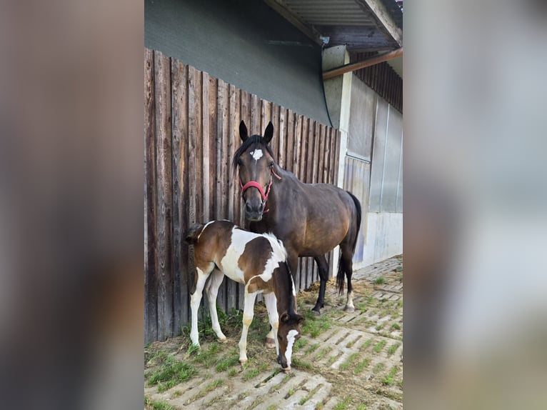 Paint Horse Mestizo Semental Potro (06/2024) 152 cm Tobiano-todas las-capas in Konzell