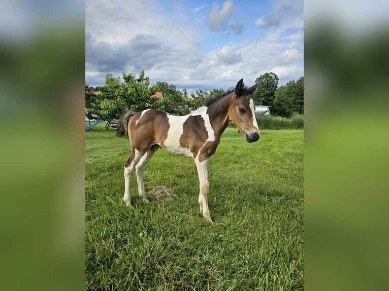 Paint Horse Mestizo Semental Potro (06/2024) 152 cm Tobiano-todas las-capas in Konzell