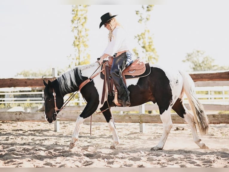 Paint Horse Semental Potro (02/2024) 154 cm Castaño oscuro in Langballigau