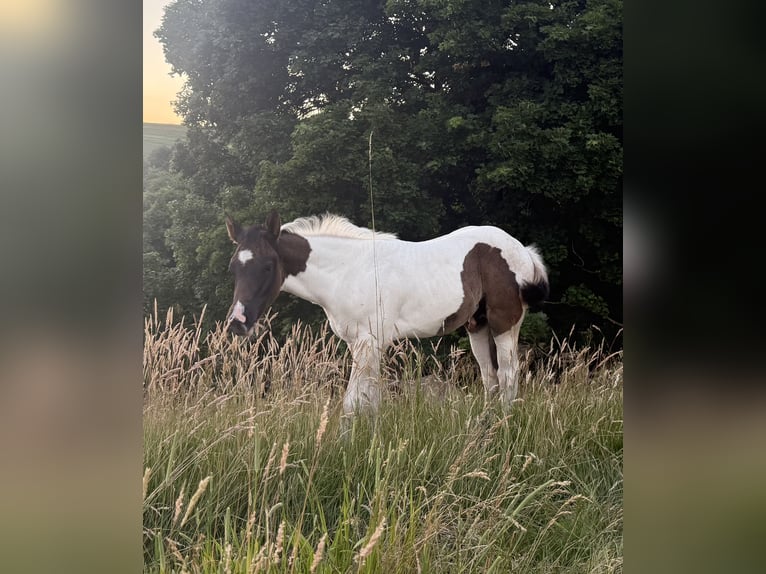 Paint Horse Semental Potro (04/2025) 154 cm Pío in B&#xFC;ren