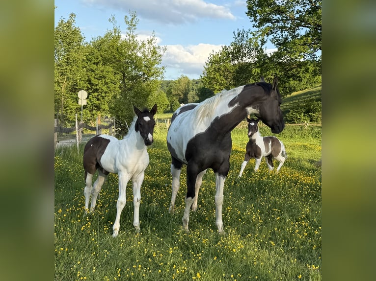 Paint Horse Semental Potro (04/2025) 154 cm Pío in B&#xFC;ren