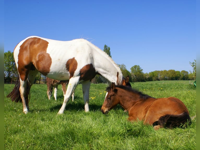 Paint Horse Mestizo Semental  155 cm Castaño in Velpke