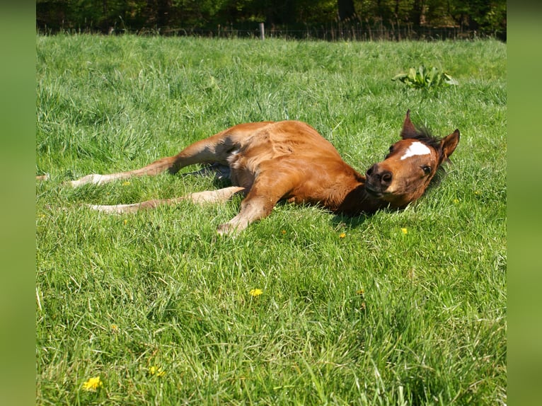Paint Horse Mestizo Semental  155 cm Castaño in Velpke