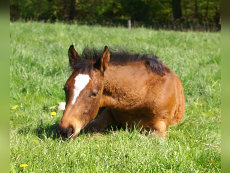 Paint Horse Mestizo Semental  155 cm Castaño in Velpke