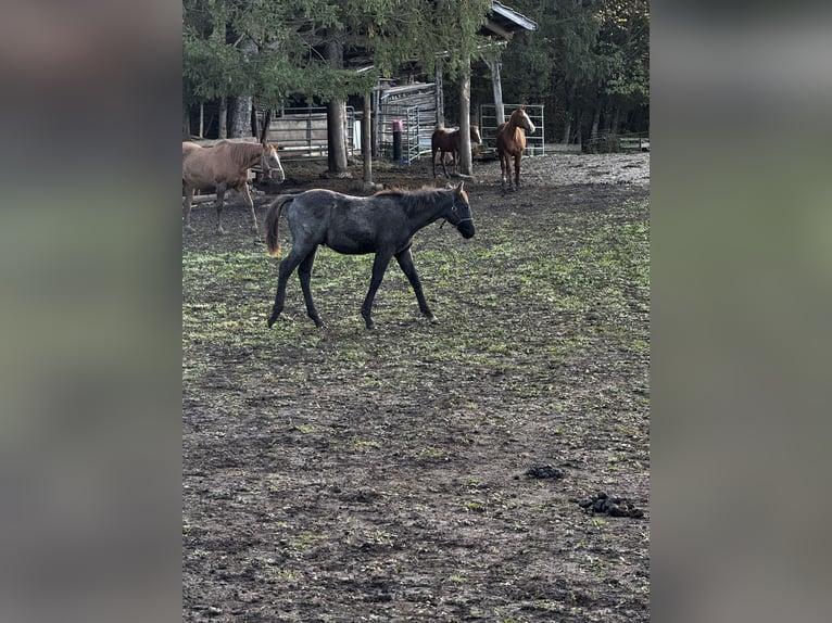 Paint Horse Semental Potro (05/2024) 155 cm Ruano azulado in Nova Vas, Bloke