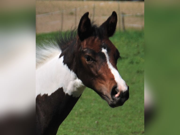 Paint Horse Semental  156 cm Tobiano-todas las-capas in EgmatingEgmating