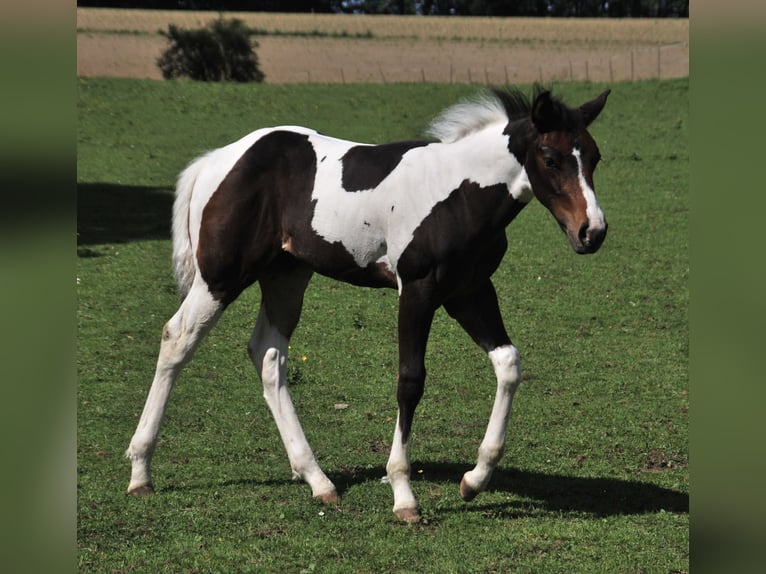 Paint Horse Semental  156 cm Tobiano-todas las-capas in EgmatingEgmating