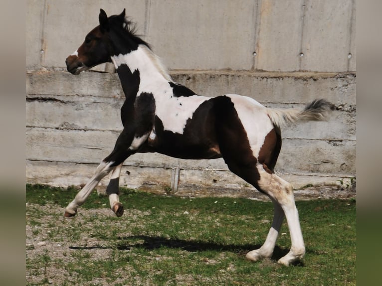 Paint Horse Semental  156 cm Tobiano-todas las-capas in EgmatingEgmating