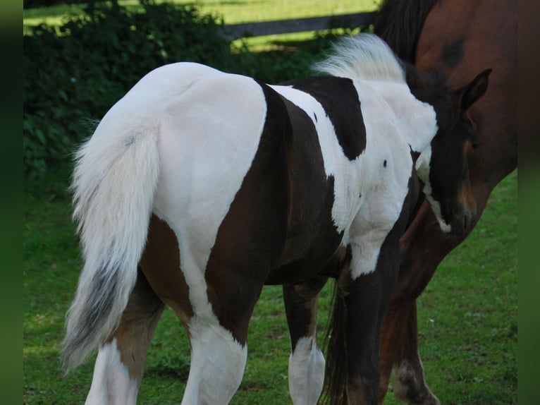 Paint Horse Semental  156 cm Tobiano-todas las-capas in EgmatingEgmating