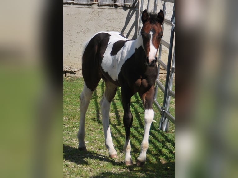 Paint Horse Semental  156 cm Tobiano-todas las-capas in EgmatingEgmating