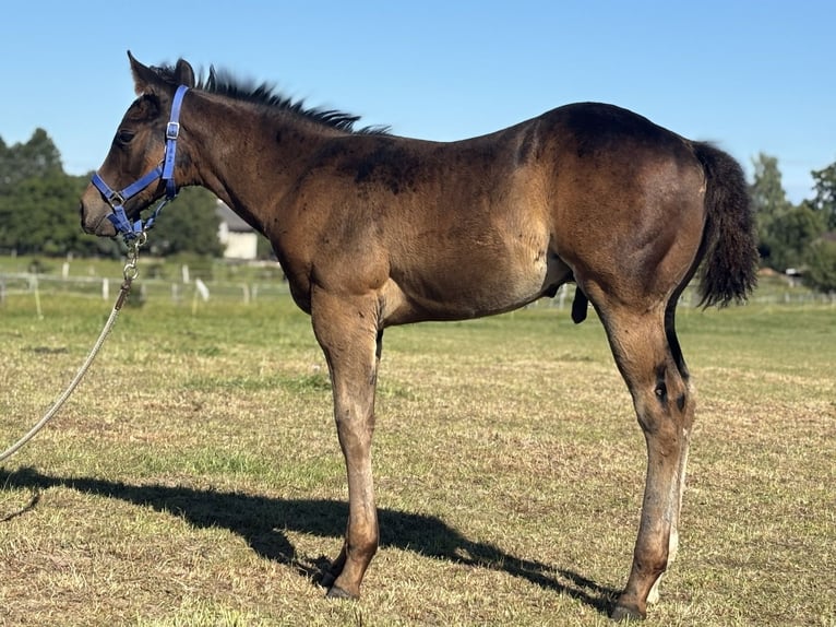 Paint Horse Semental Potro (06/2025) 160 cm Castaño rojizo in Zakupy