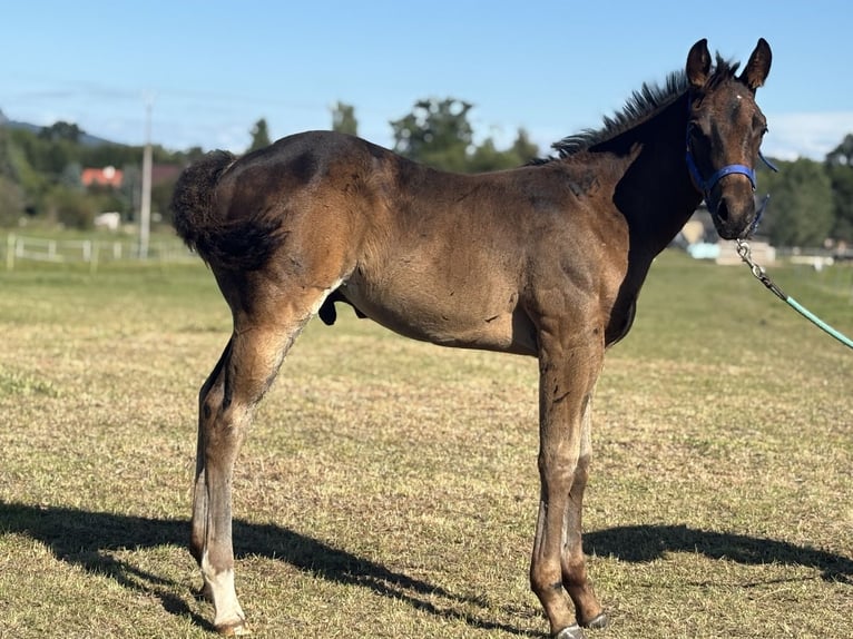 Paint Horse Semental Potro (06/2025) 160 cm Castaño rojizo in Zakupy