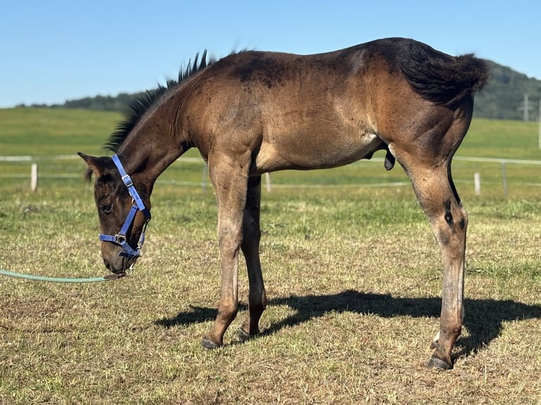 Paint Horse Semental Potro (06/2025) 160 cm Castaño rojizo in Zakupy