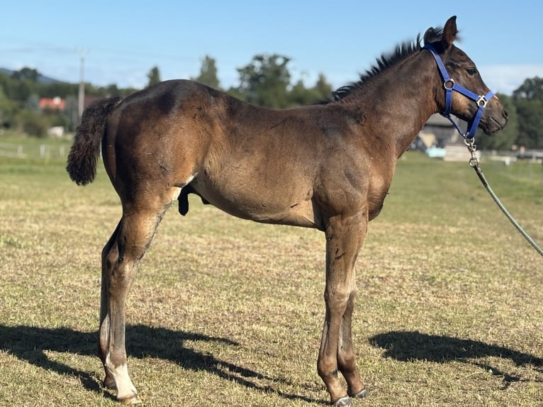 Paint Horse Semental Potro (06/2025) 160 cm Castaño rojizo in Zakupy