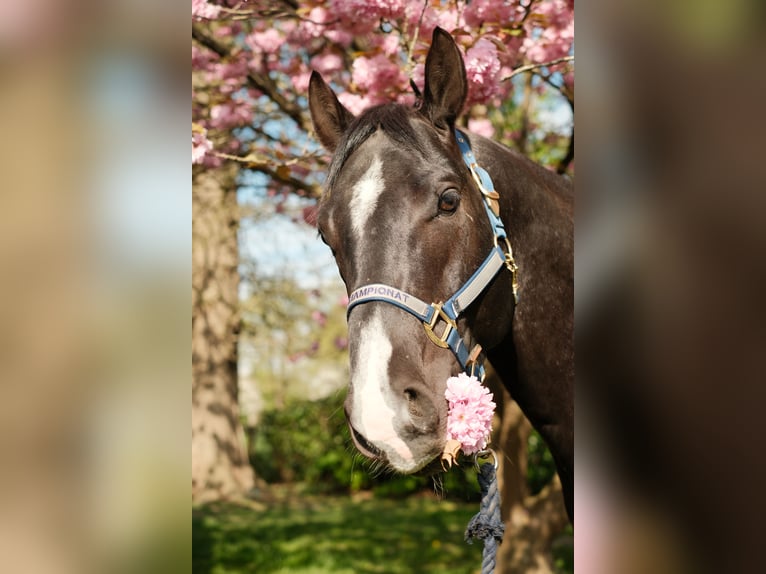 Paint Horse Semental  160 cm Castaño in Ritterhude
