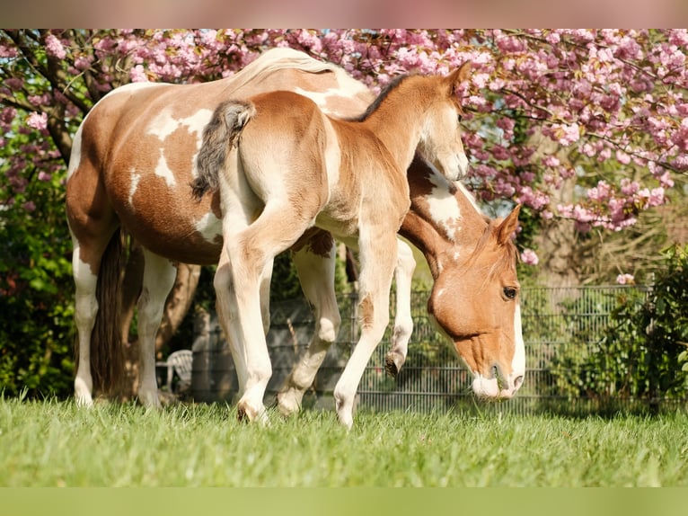 Paint Horse Semental  160 cm Castaño in Ritterhude