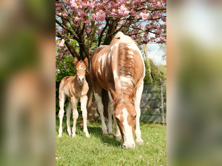 Paint Horse Semental  160 cm Castaño in Ritterhude
