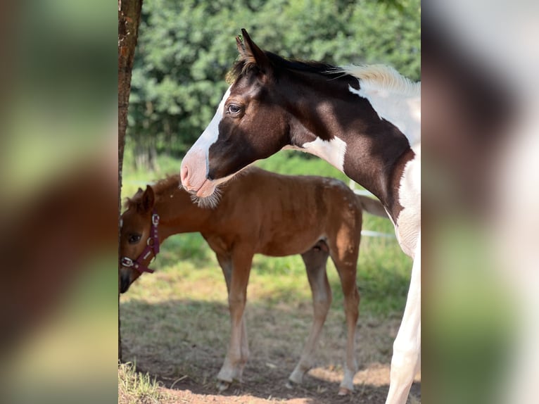 Paint Horse Mestizo Semental Potro (05/2024) in Tastungen