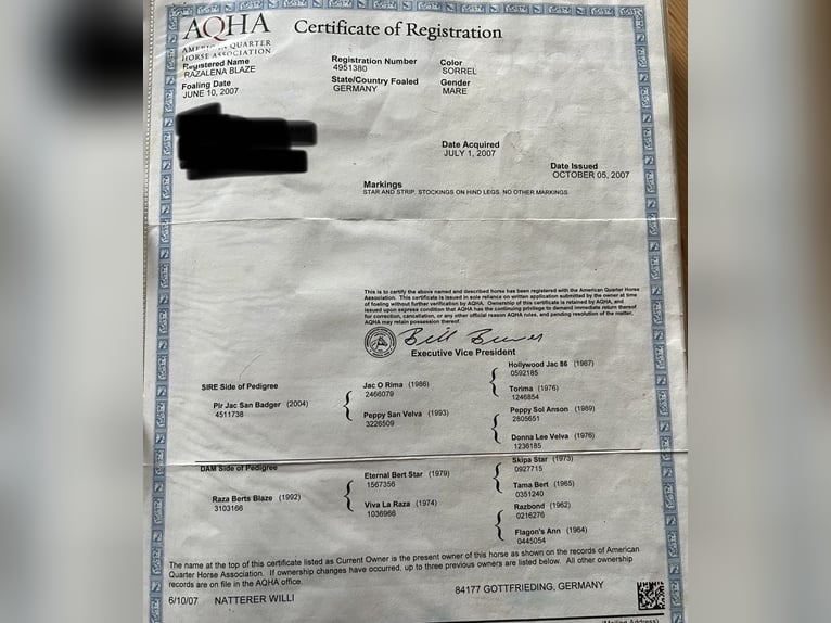 Paint Horse Semental Potro (04/2025) Tobiano-todas las-capas in Arnstorf