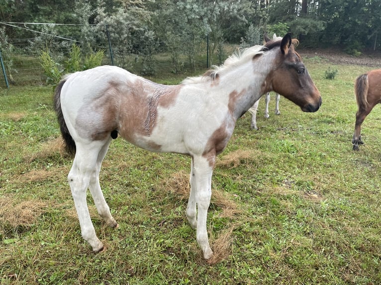 Paint Horse Semental Potro (03/2025) Tobiano-todas las-capas in Mosina