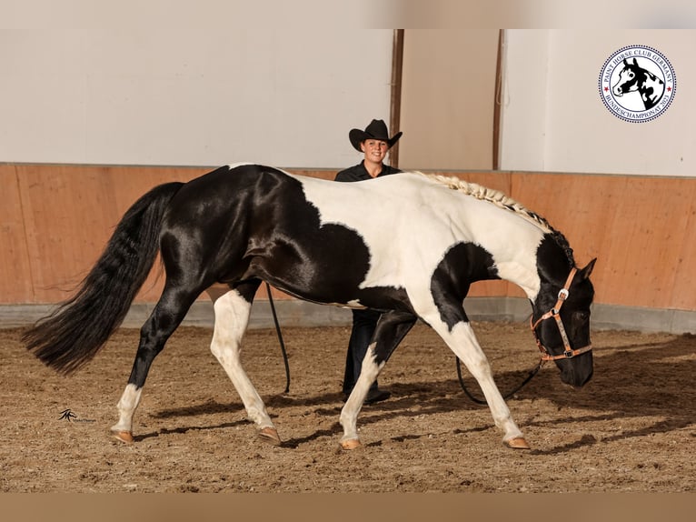Paint Horse Semental Tobiano-todas las-capas in Hösbach