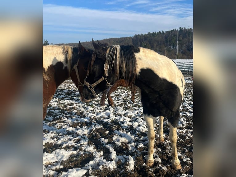 Paint Horse Semental Tobiano-todas las-capas in Windeck