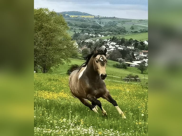 Paint Horse Semental Tobiano-todas las-capas in Reichenbach-Steegen