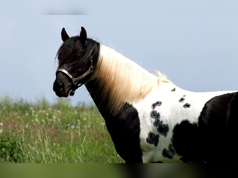 Paint Horse Semental Tobiano-todas las-capas in Reichenbach-Steegen