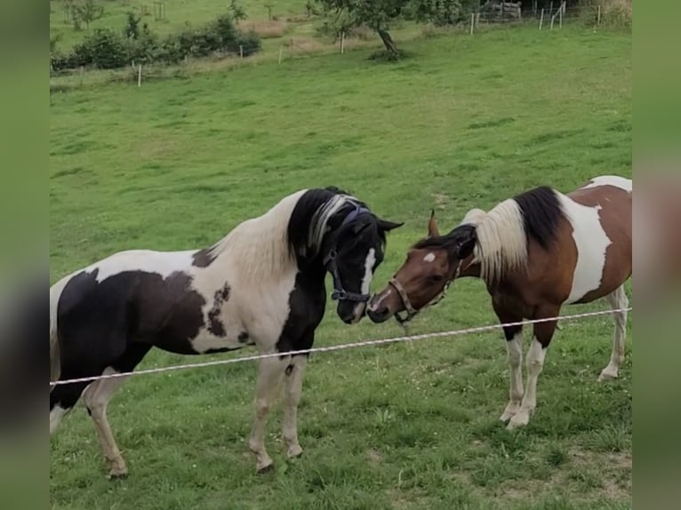 Paint Horse Semental in Windeck