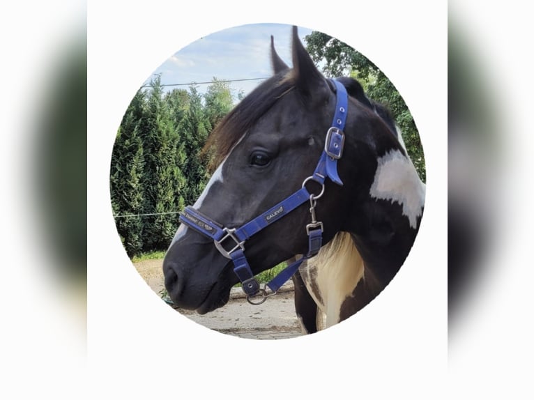 Paint Horse Semental in Windeck