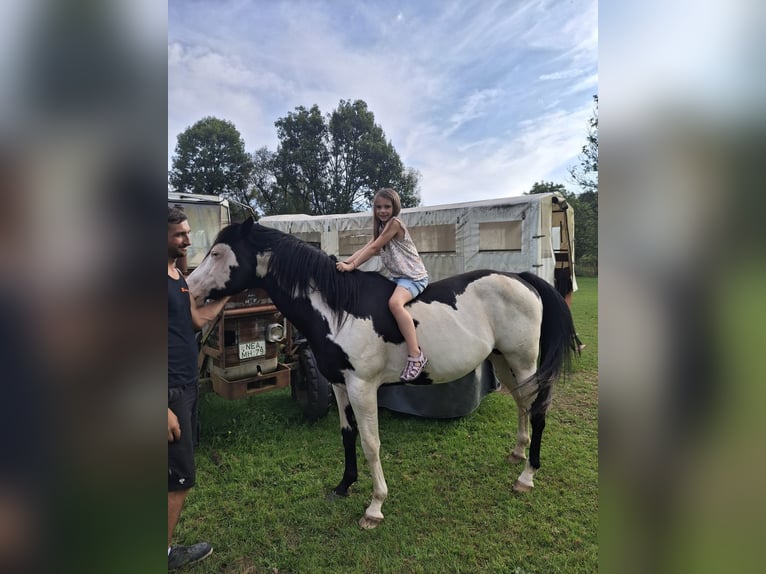 Paint Horse Stallion 10 years 15,1 hh Overo-all-colors in MuchMuch