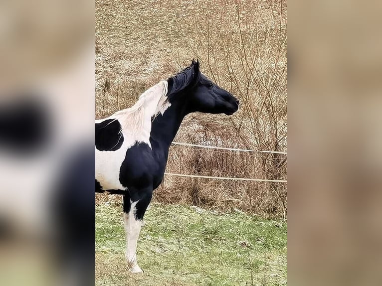 Paint Horse Stallion 15 years 15 hh Tobiano-all-colors in Reichenbach-Steegen