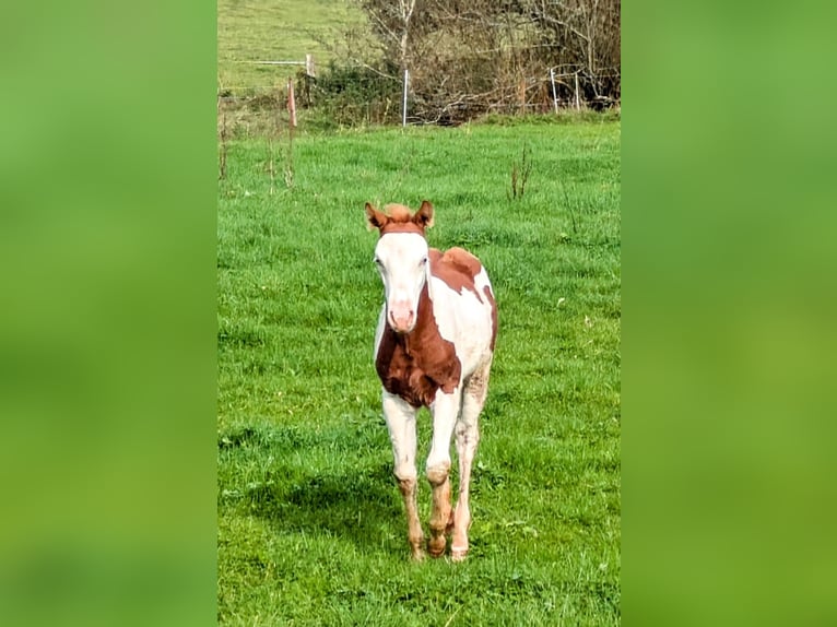 Paint Horse Stallion 1 year 14,1 hh Tobiano-all-colors in Dunningen