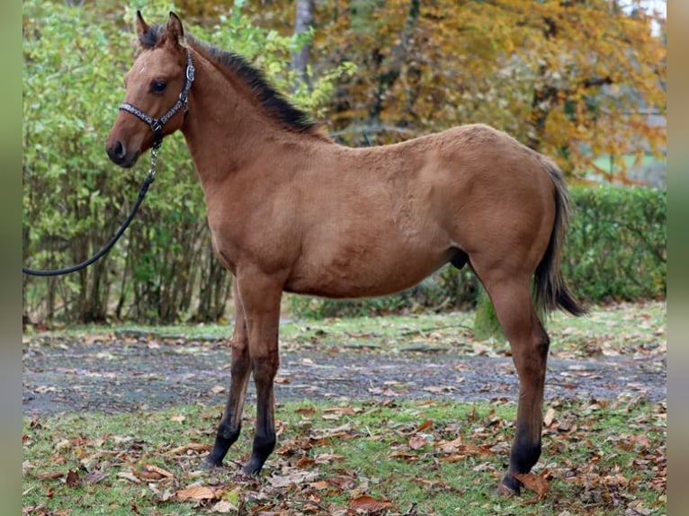 Paint Horse Stallion 1 year 14,2 hh Brown in Hellenthal