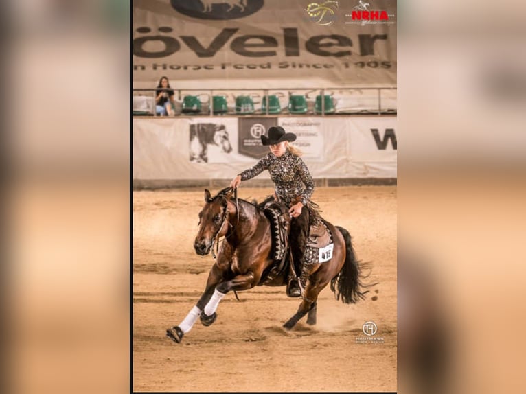 Paint Horse Stallion 1 year 14,2 hh Brown in Losheim am See