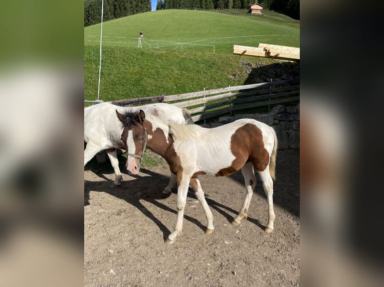 Paint Horse Mix Stallion 1 year 14,2 hh in Kelchsau