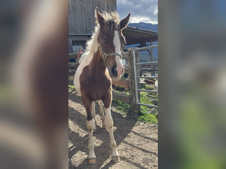 Paint Horse Mix Stallion 1 year 14,2 hh in Kelchsau