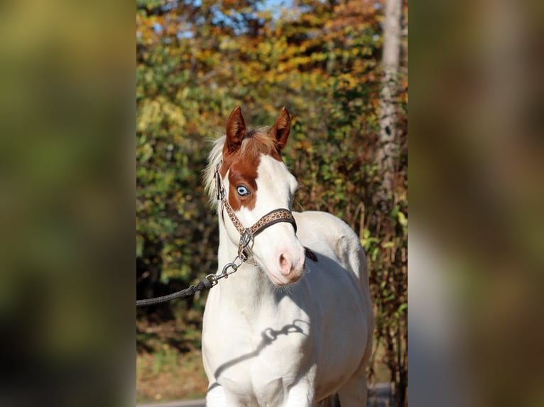 Paint Horse Stallion 1 year 14,2 hh Overo-all-colors in Hellenthal