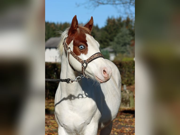 Paint Horse Stallion 1 year 14,2 hh Overo-all-colors in Hellenthal