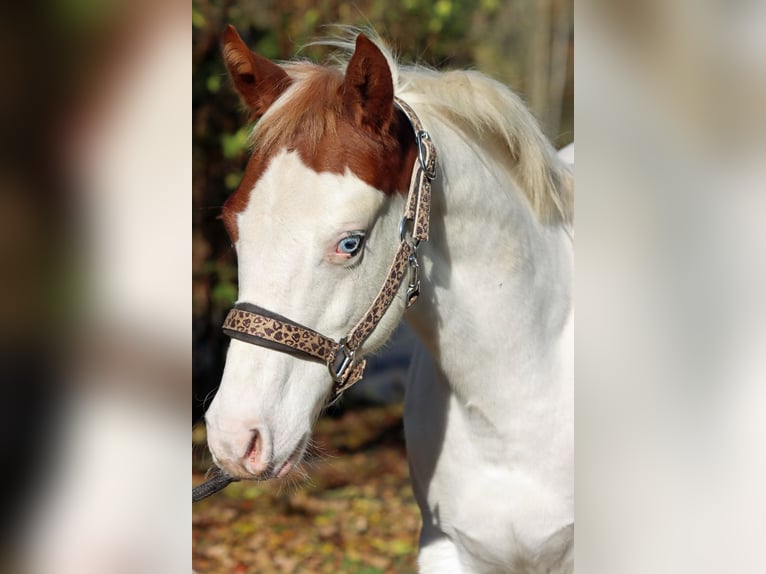 Paint Horse Stallion 1 year 14,2 hh Overo-all-colors in Hellenthal