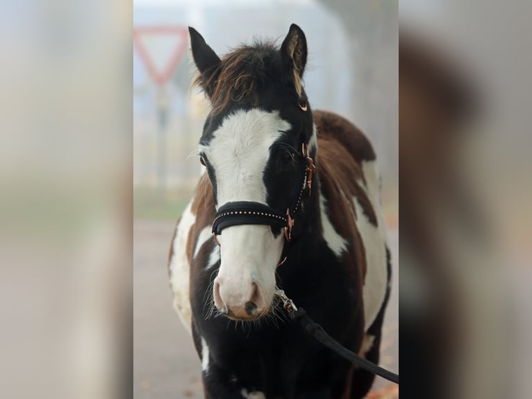 Paint Horse Stallion 1 year 14,2 hh Overo-all-colors in Hellenthal