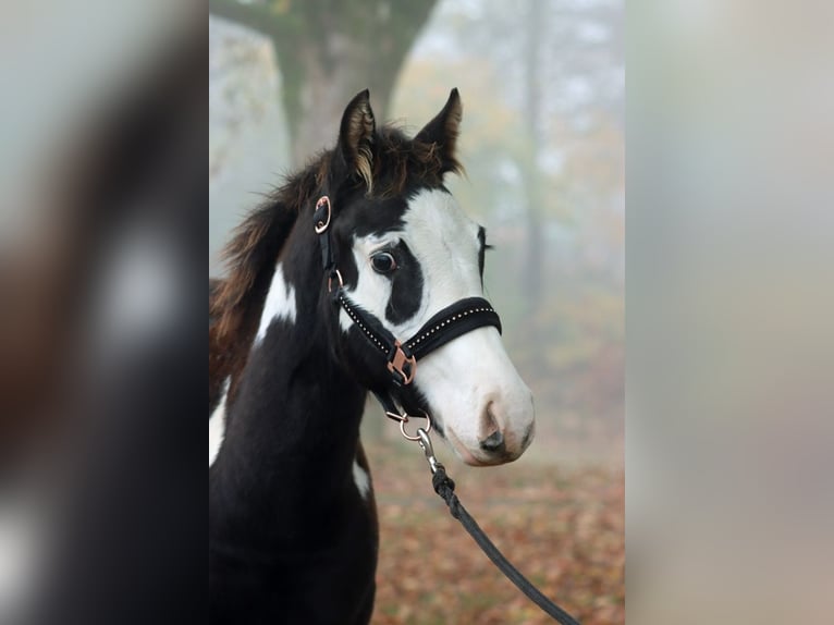 Paint Horse Stallion 1 year 14,2 hh Overo-all-colors in Hellenthal