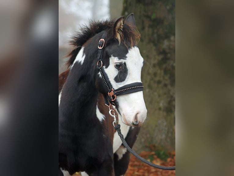 Paint Horse Stallion 1 year 14,2 hh Overo-all-colors in Hellenthal