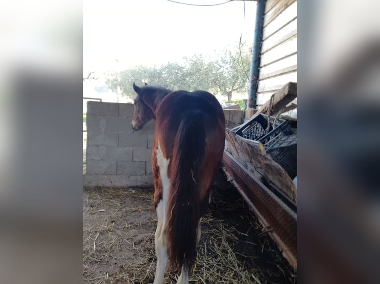 Paint Horse Mix Stallion 1 year 14,2 hh Pinto in Jelsi