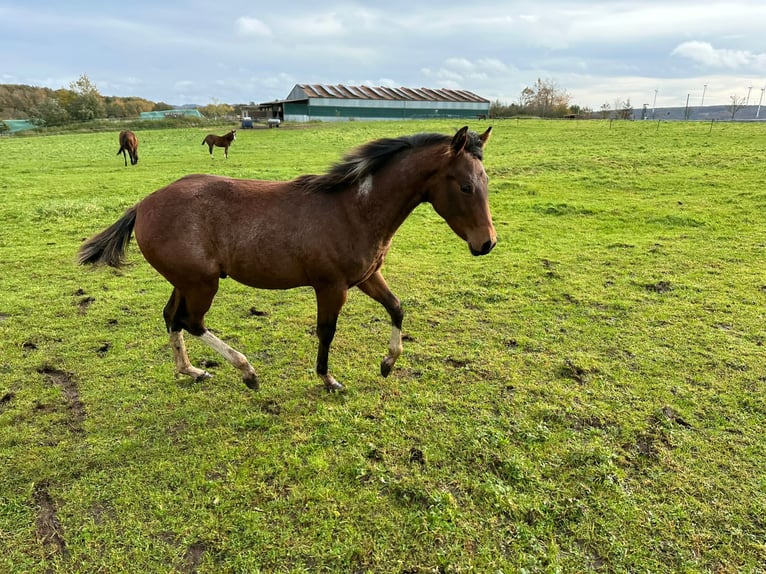 Paint Horse Stallion 1 year 14,2 hh Pinto in Nohfelden
