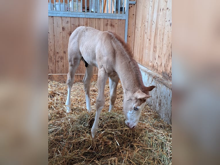 Paint Horse Stallion 1 year 14,2 hh Red Dun in Vilseck