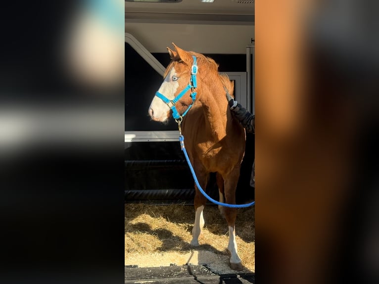 Paint Horse Stallion 1 year 14,2 hh Red Dun in Vilseck